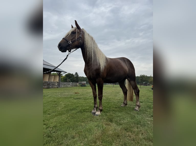 Black Forest Horse Mare 3 years 15 hh Chestnut-Red in Belfeld