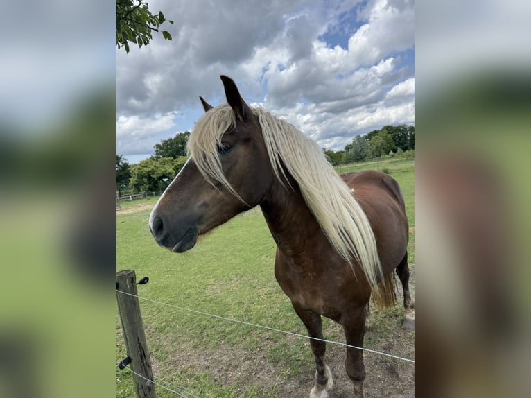 Black Forest Horse Mare 3 years 15 hh Chestnut-Red in Belfeld