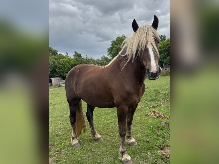 Black Forest Horse Mare 3 years 15 hh Chestnut-Red in Belfeld