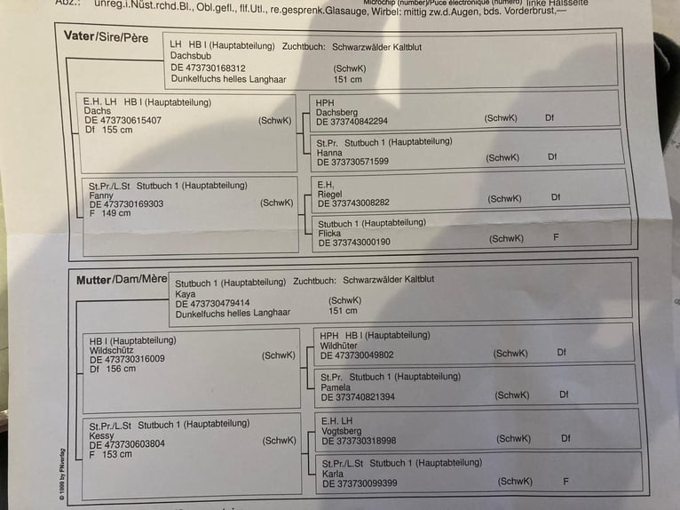 Black Forest Horse Mare 4 years 13,2 hh Chestnut-Red in Alfdorf