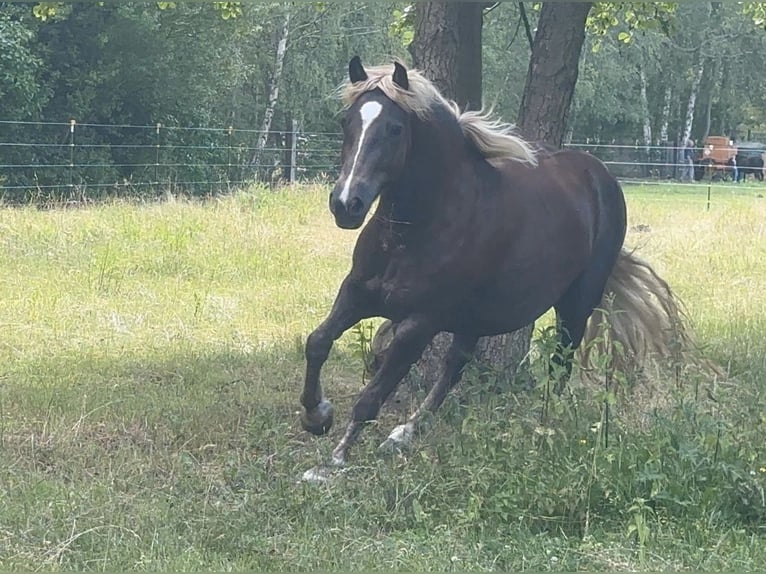 Black Forest Horse Mare 4 years 14.2 hh Chestnut in Finsterwalde