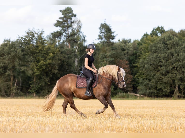 Black Forest Horse Mare 4 years 14,2 hh Chestnut in Grünberg