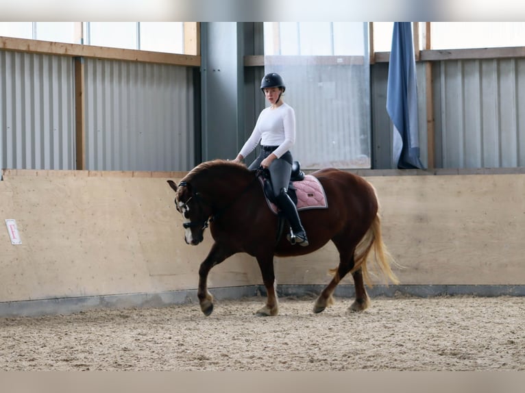 Black Forest Horse Mare 4 years 14,2 hh Chestnut in Homberg (Ohm)