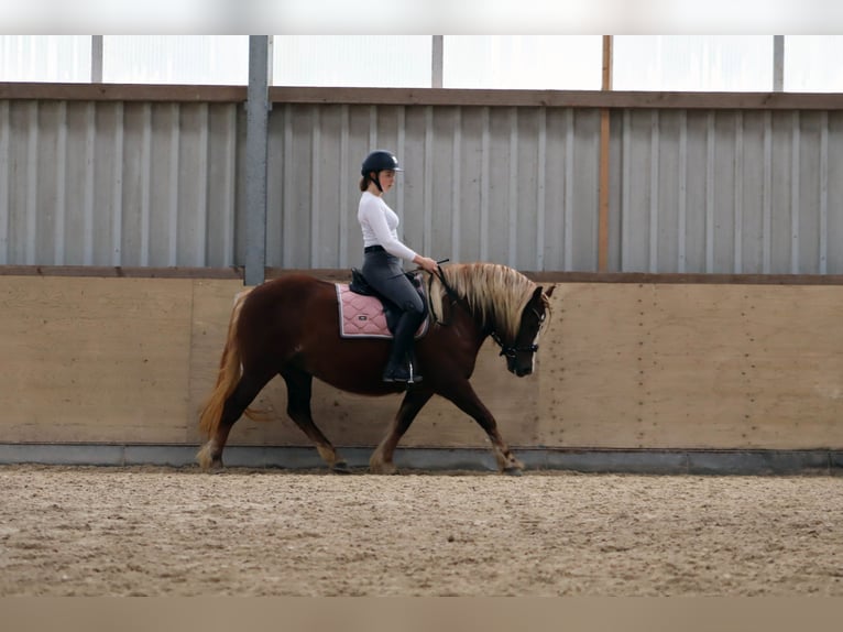 Black Forest Horse Mare 4 years 14,2 hh Chestnut in Homberg (Ohm)