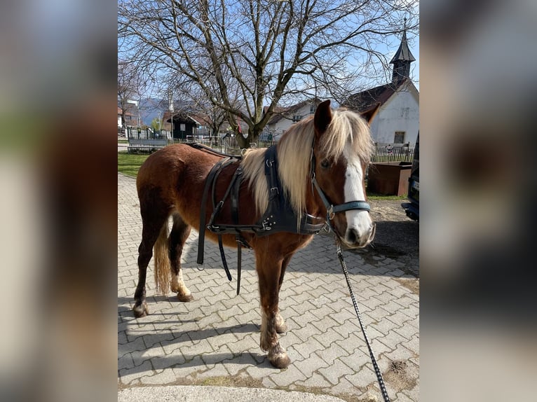 Black Forest Horse Mare 4 years 14,2 hh Chestnut in Immenstadt im Allgäu