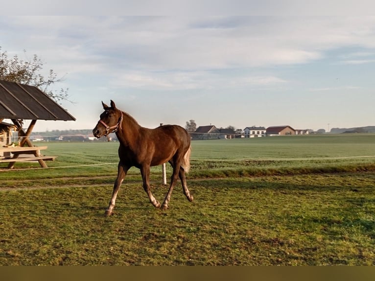 Black Forest Horse Mare 4 years 14.3 hh Chestnut in Celle