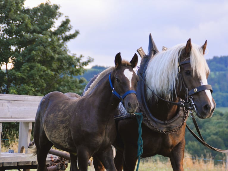 Black Forest Horse Mare 4 years 14,2 hh Chestnut in Bonndorf im Schwarzwald