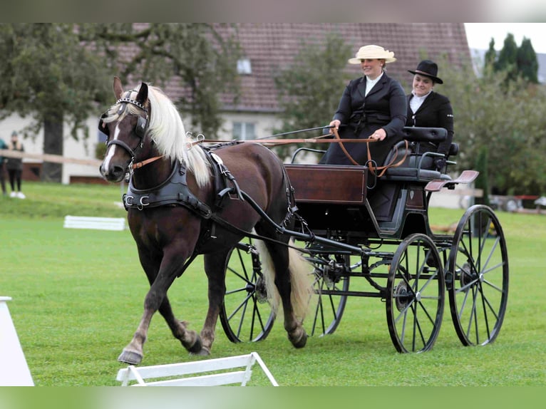 Black Forest Horse Mare 4 years 14,2 hh Chestnut in Offenburg