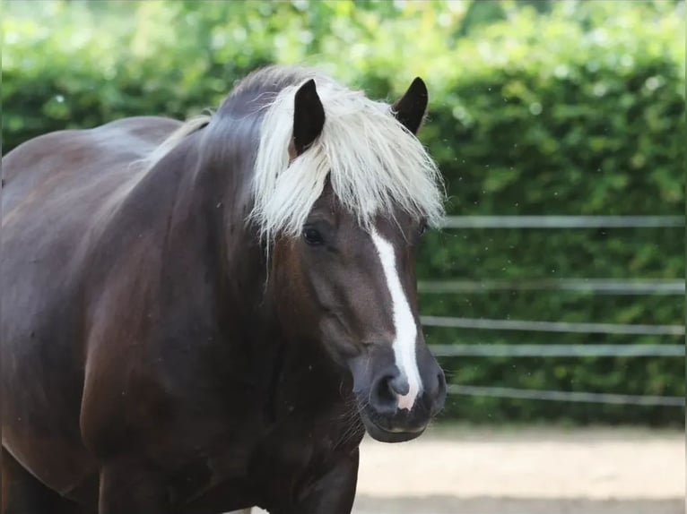 Black Forest Horse Mare 4 years 14,2 hh Chestnut in Offenburg