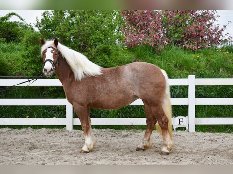 Black Forest Horse Mare 4 years 15,2 hh Chestnut in Seebad Bansin