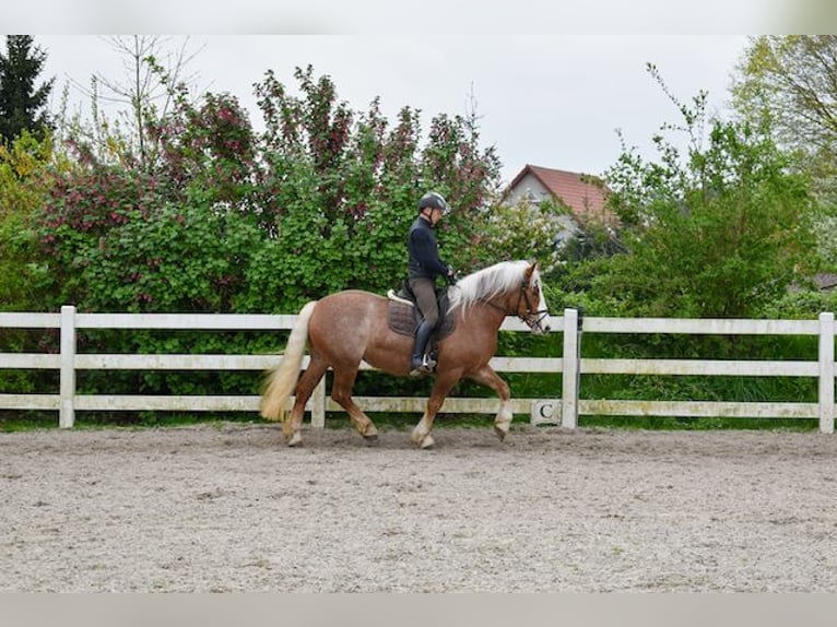 Black Forest Horse Mare 4 years 15,2 hh Chestnut in Seebad Bansin