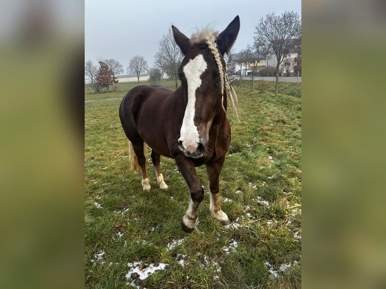 Black Forest Horse Mare 4 years 15,2 hh Chestnut-Red in Gunzenhausen