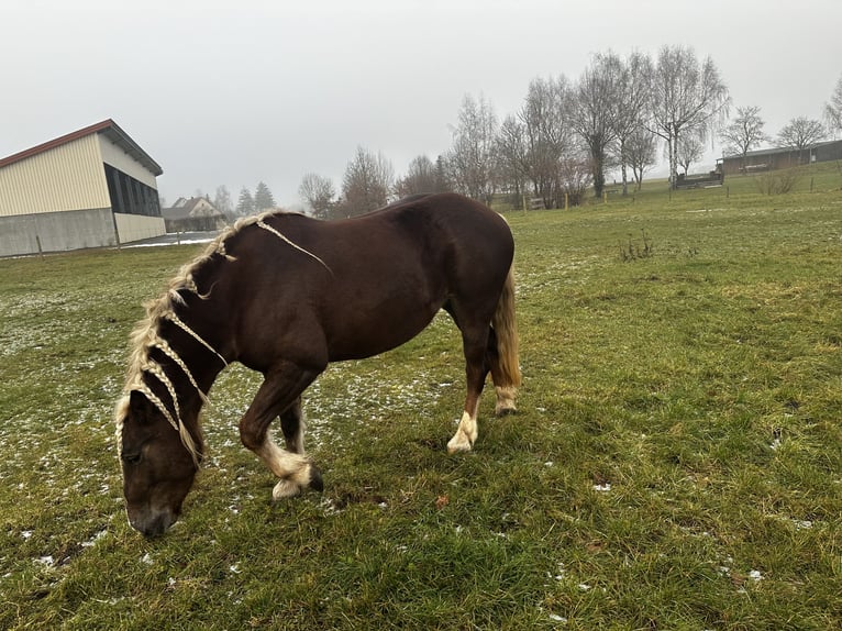 Black Forest Horse Mare 4 years 15,2 hh Chestnut-Red in Gunzenhausen