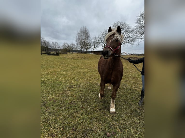 Black Forest Horse Mare 4 years 15,2 hh Chestnut-Red in Gunzenhausen