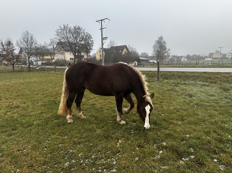 Black Forest Horse Mare 4 years 15,2 hh Chestnut-Red in Gunzenhausen