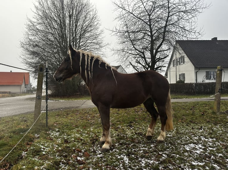 Black Forest Horse Mare 4 years 15,2 hh Chestnut-Red in Gunzenhausen