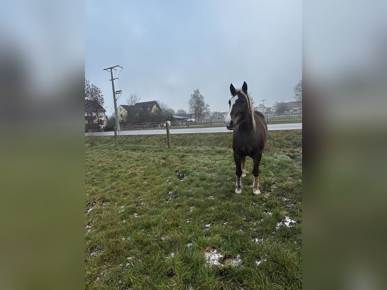 Black Forest Horse Mare 4 years 15,2 hh Chestnut-Red in Gunzenhausen