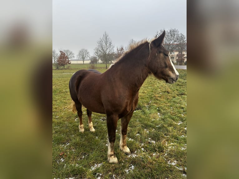 Black Forest Horse Mare 4 years 15,2 hh Chestnut-Red in Gunzenhausen