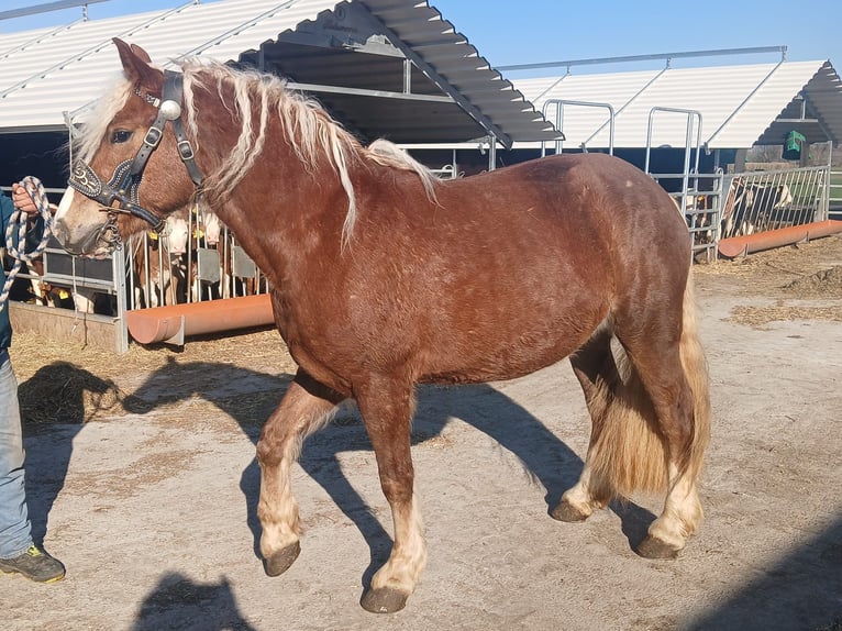 Black Forest Horse Mare 4 years 15 hh Chestnut in Bobingen