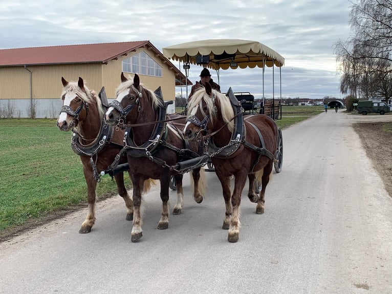 Black Forest Horse Mare 4 years 15 hh Chestnut in Bobingen
