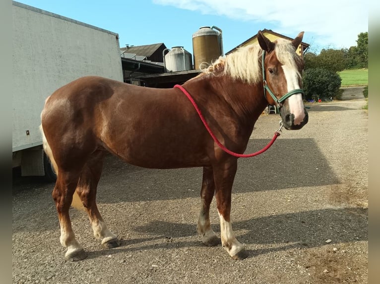 Black Forest Horse Mare 4 years 15 hh Chestnut-Red in Filderstadt