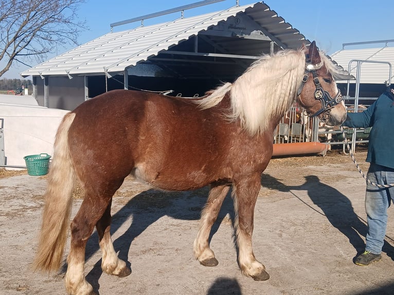 Black Forest Horse Mare 4 years Chestnut in Bobingen