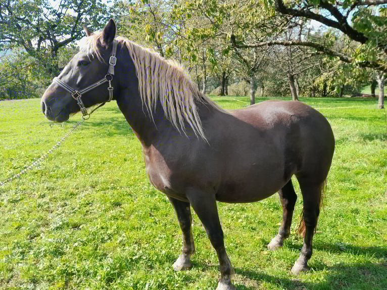 Black Forest Horse Mare 4 years Chestnut-Red in Beuren
