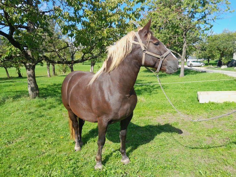 Black Forest Horse Mare 4 years Chestnut-Red in Beuren