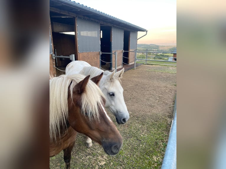 Black Forest Horse Mare 5 years 13.2 hh Chestnut in Freisen