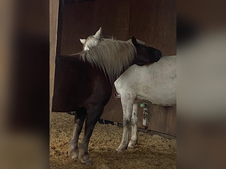 Black Forest Horse Mare 5 years 13.2 hh Chestnut in Freisen