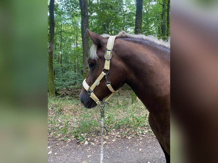 Black Forest Horse Mare 5 years 13,2 hh Chestnut in Freisen