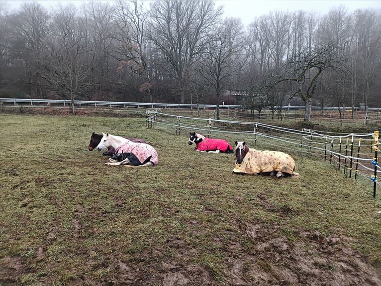 Black Forest Horse Mare 5 years 13,2 hh Chestnut in Freisen