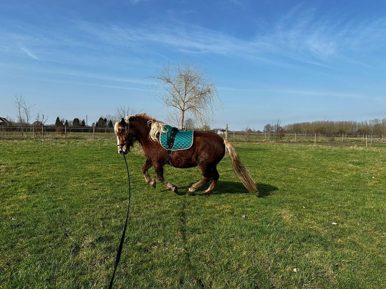 Black Forest Horse Mare 5 years 14.1 hh  in Grazen