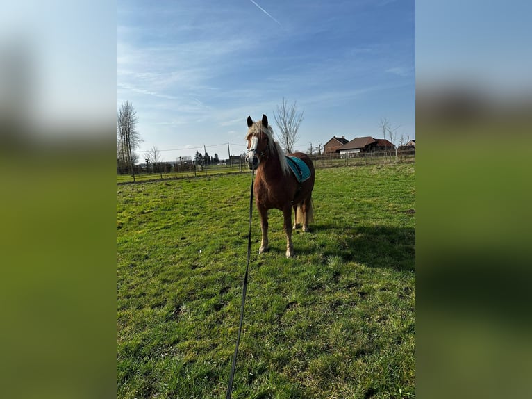 Black Forest Horse Mare 5 years 14.1 hh  in Grazen