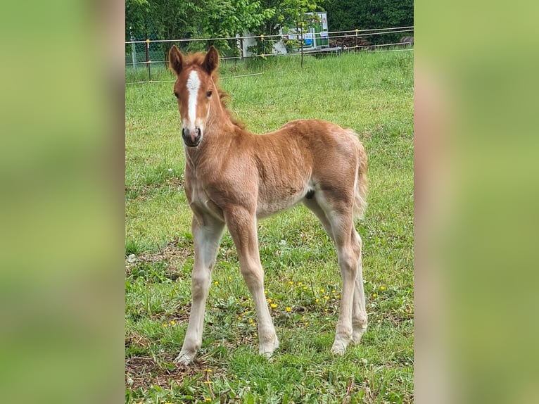 Black Forest Horse Mare 5 years 14.2 hh Chestnut in Northeim