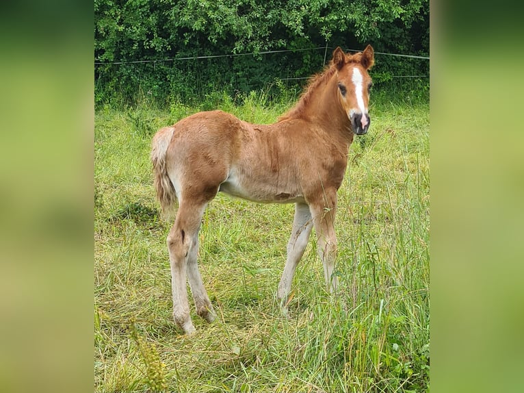 Black Forest Horse Mare 5 years 14.2 hh Chestnut in Northeim