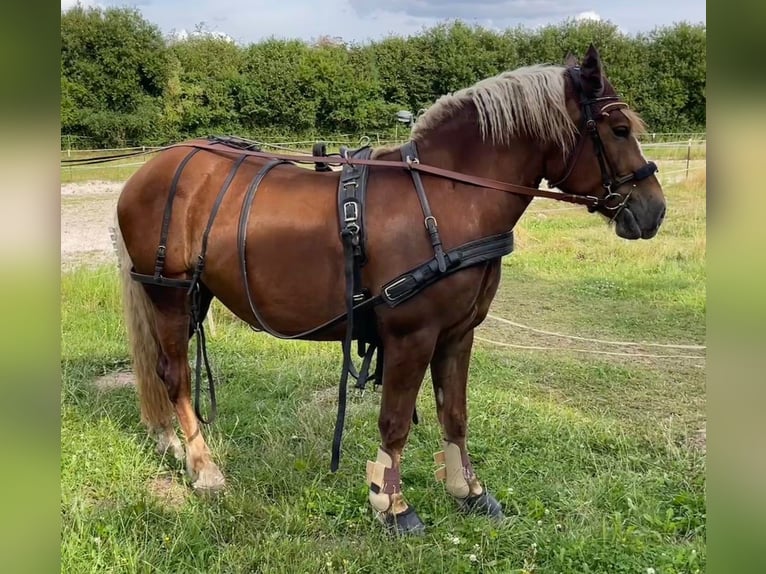Black Forest Horse Mare 5 years 14.2 hh Chestnut in Northeim