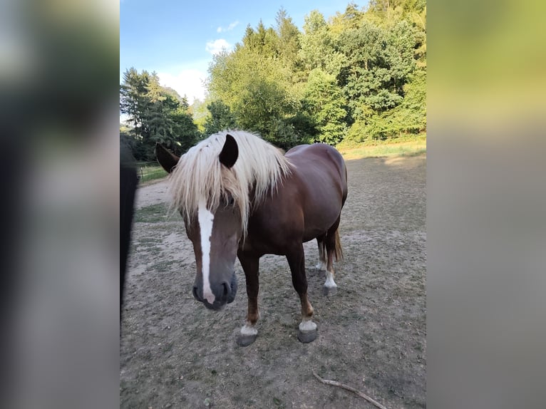 Black Forest Horse Mare 5 years 14.2 hh Chestnut in Mandelbachtal