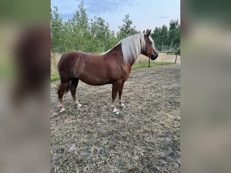 Black Forest Horse Mare 5 years 14,1 hh  in Grazen