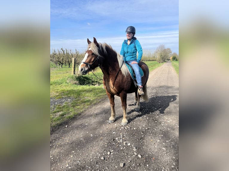 Black Forest Horse Mare 5 years 14,1 hh  in Grazen