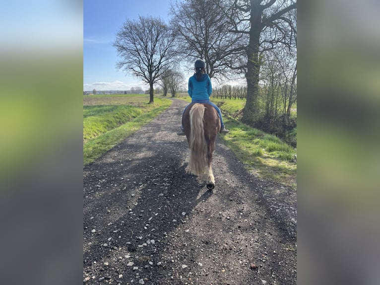 Black Forest Horse Mare 5 years 14,1 hh  in Grazen