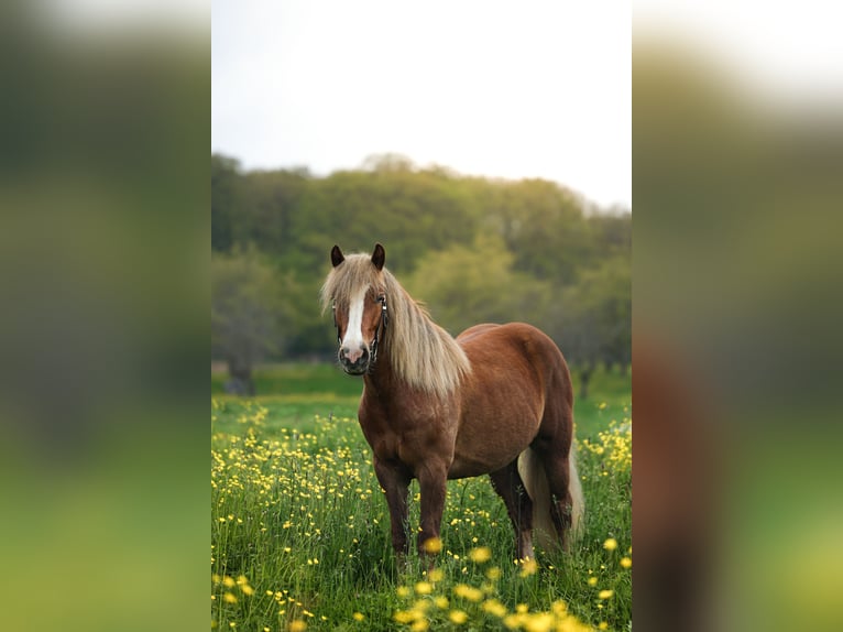 Black Forest Horse Mare 5 years 14,1 hh in Schliengen