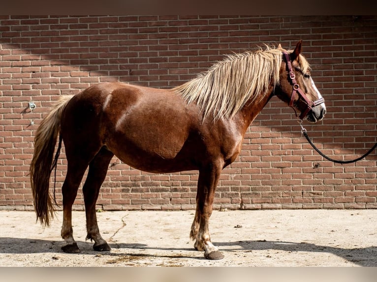 Black Forest Horse Mare 5 years 14,2 hh Chestnut in Vaals