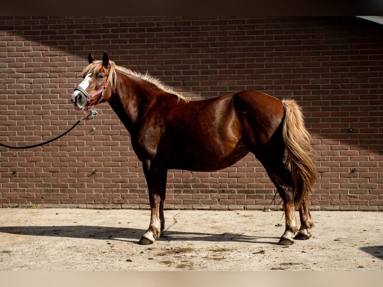 Black Forest Horse Mare 5 years 14,2 hh Chestnut in Vaals