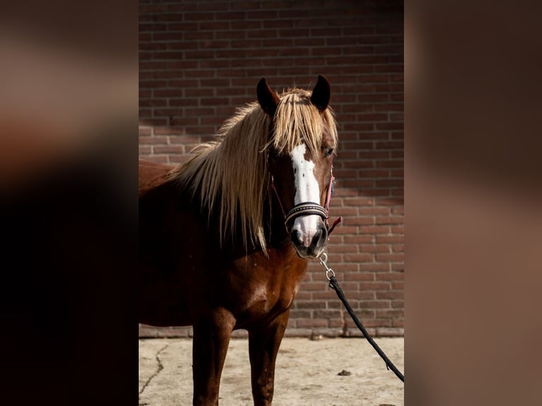 Black Forest Horse Mare 5 years 14,2 hh Chestnut in Vaals