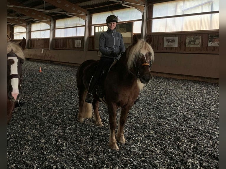 Black Forest Horse Mare 6 years 14,3 hh Chestnut in Mudau