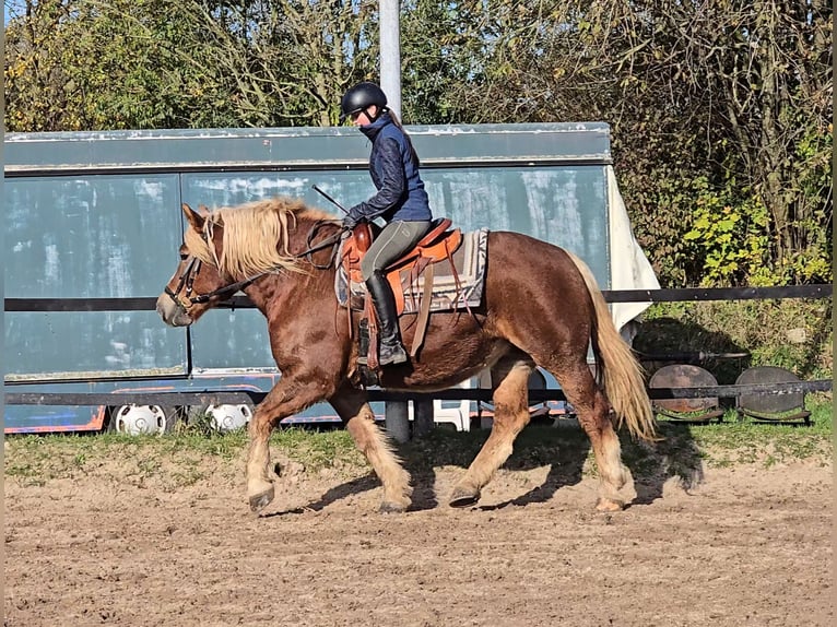 Black Forest Horse Mix Mare 6 years 15,2 hh Chestnut in Mülheim an der Ruhr