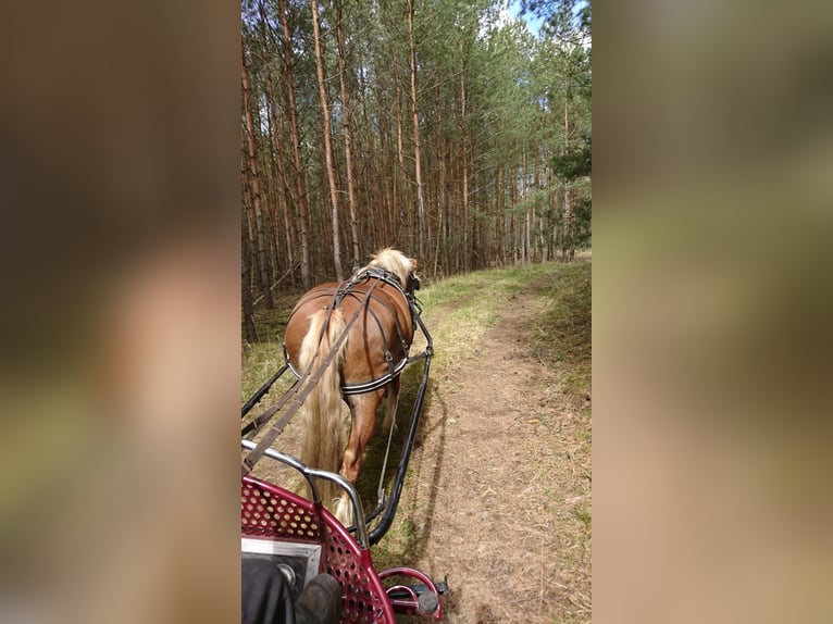Black Forest Horse Mare 6 years 15 hh Chestnut in Burg (Spreewald)