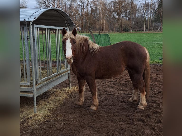 Black Forest Horse Mare 6 years 15 hh Chestnut in Burg (Spreewald)