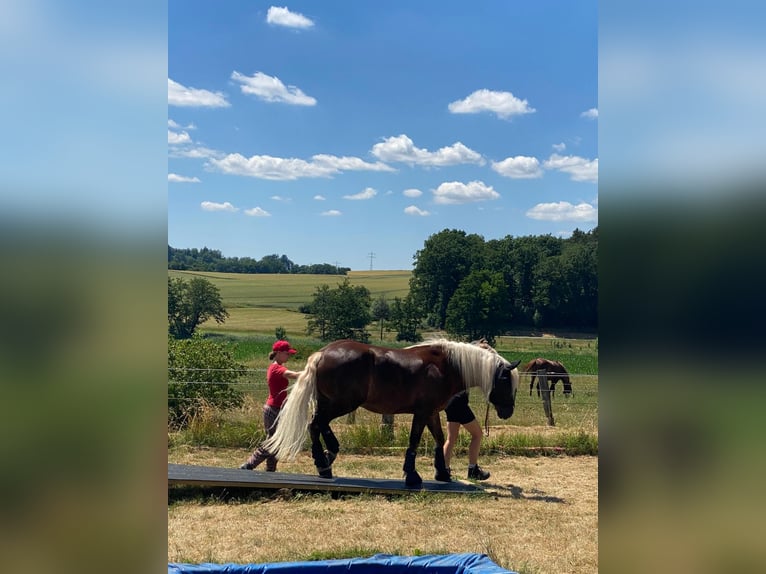 Black Forest Horse Mare 6 years 15,1 hh Chestnut in Mudau